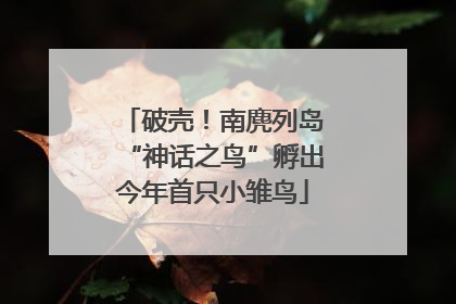 破壳！南麂列岛“神话之鸟”孵出今年首只小雏鸟